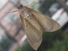 Hypena trigonalis