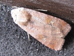 Diarsia canescens