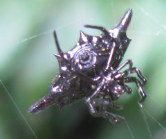 Gasteracantha diardi