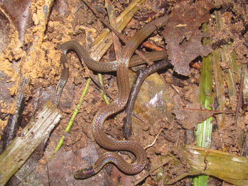 Photo of a Collared Reed Snake (pavimentata) (Calamaria pavimentata)