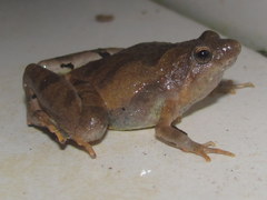 Microhyla berdmorei
