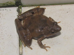Microhyla berdmorei