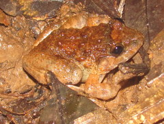 Limnonectes gyldenstolpei