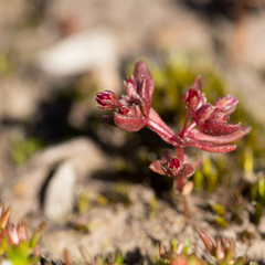 Crassula closiana