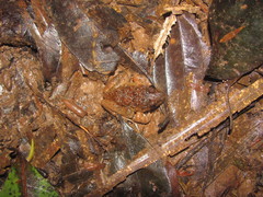 Limnonectes gyldenstolpei