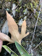 Pyrrosia polydactylos