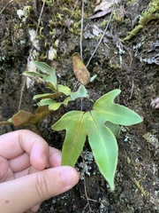 Pyrrosia polydactylos