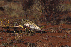 Varanus giganteus