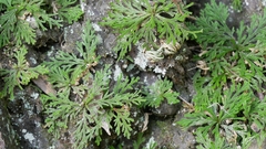 Selaginella tamariscina