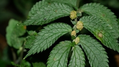 Elatostema parvum