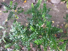 Zanthoxylum beecheyanum