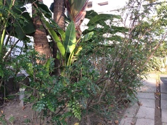 Zanthoxylum beecheyanum