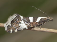 Glyphipterix leucoplaca