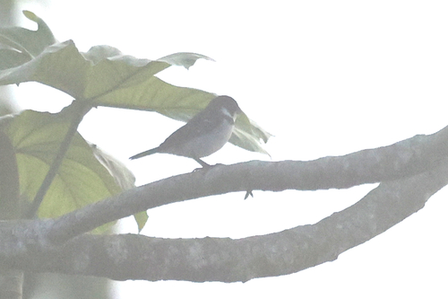 Wing-barred Seedeater (Sporophila americana), photo 7