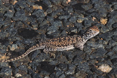 Central Netted Dragon photo 4