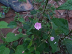 Pavonia zeylanica