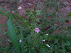 Pavonia zeylanica