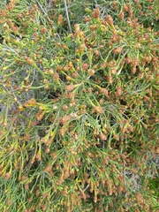 Passerina ericoides