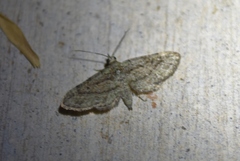 Eupithecia longidens