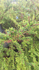 Phyllanthus myrtifolius