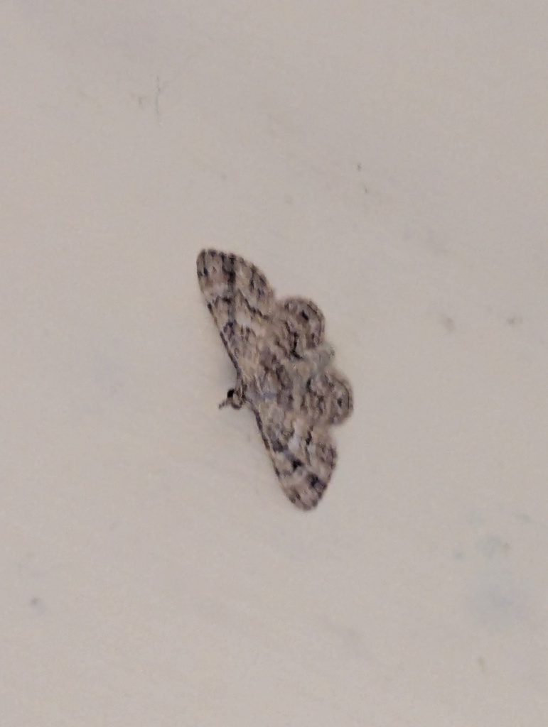 Gymnoscelis tanaoptila