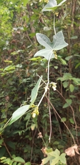 Solena amplexicaulis
