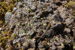 Myosotis brevis