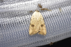 Micrathetis