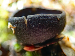 Pseudoplectania affinis