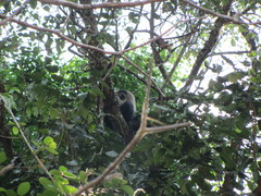 Macaca silenus