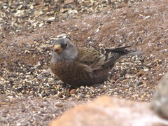 Leucosticte tephrocotis littoralis