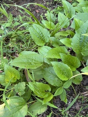 Nathan Aaron, CC BY, iNaturalist via GBIF Rudbeckia palustris, photograph Nathan Aaron, CC BY, iNaturalist via GBIF