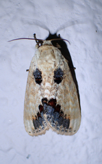 Phalera flavescens