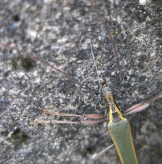 Pseudocalliprason marginatum