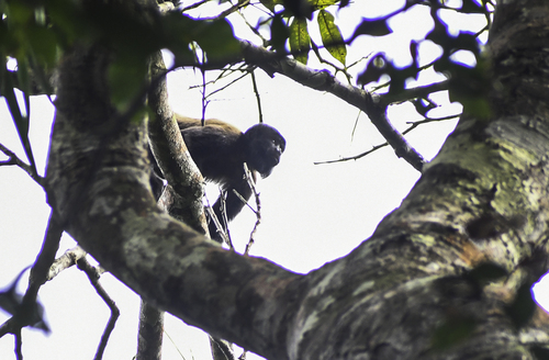 Guianan Bearded Saki