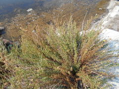 Limbarda crithmoides longifolia