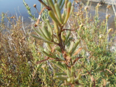Limbarda crithmoides longifolia