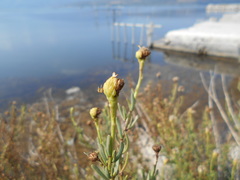 Limbarda crithmoides longifolia