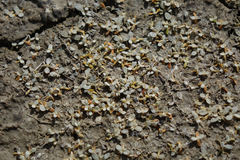 Atriplex buchananii