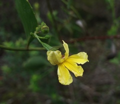 Goodenia varia
