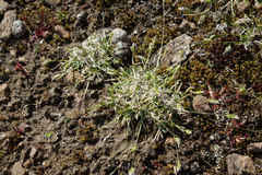 Poa maniototo