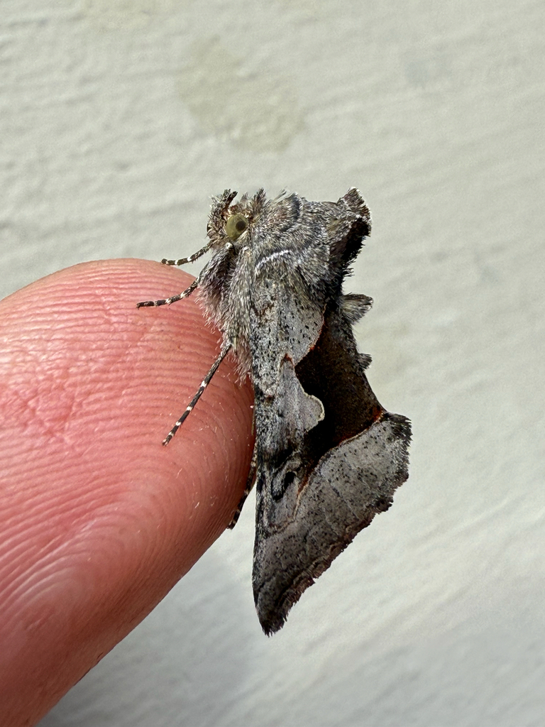 Syngrapha orophila