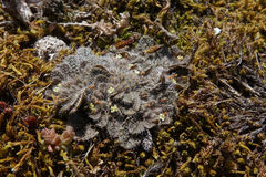 Myosotis brevis