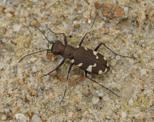 Cicindela hybrida
