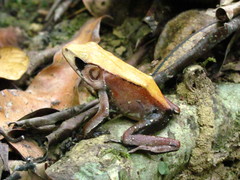 Clinotarsus curtipes