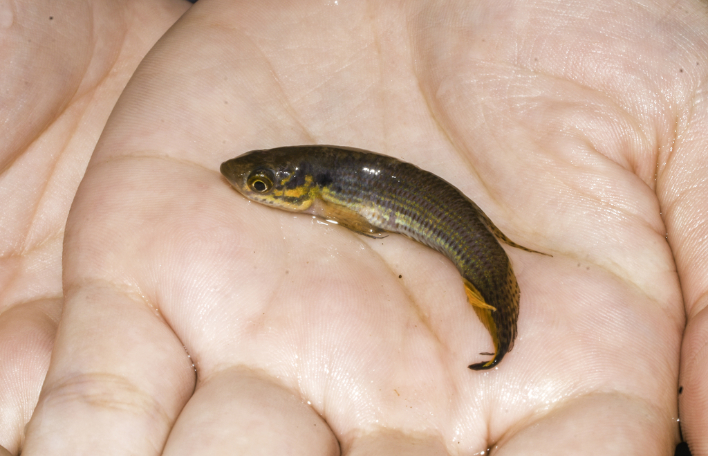 Barebrow pearlfish (Moema nudifrontata) — Rivulidae