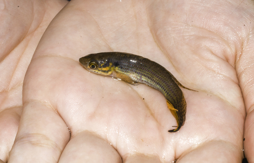 Barebrow pearlfish (Moema nudifrontata) — Rivulidae