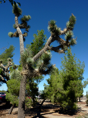 Yucca brevifolia