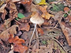 Mycena metata