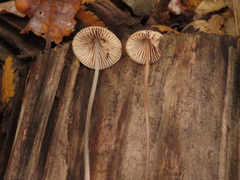 Mycena metata
